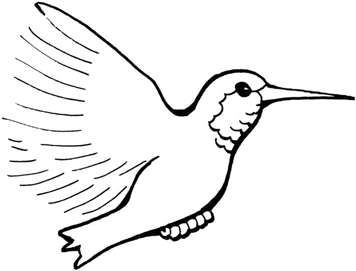 desene de colorat pasare colibri